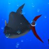 Angry Fish - Image 5